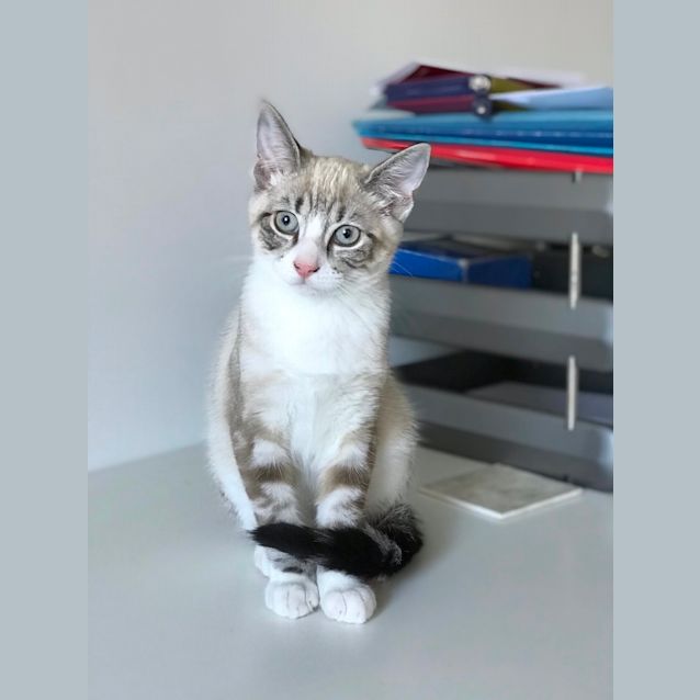 Photo of Coconut And Lychee 