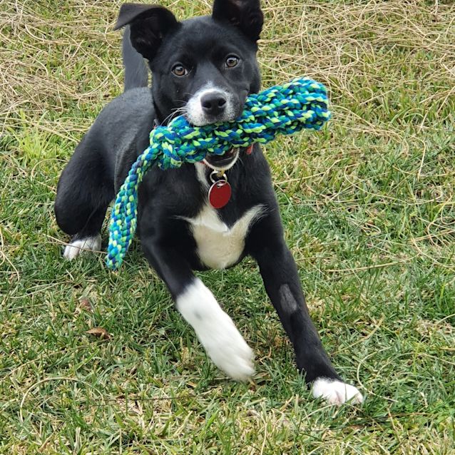 Photo of Skye