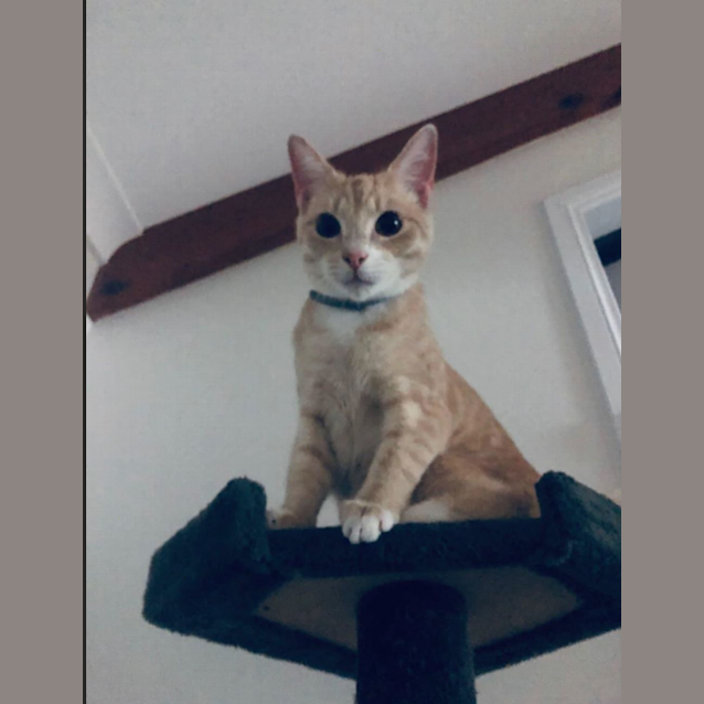 Photo of Scotty