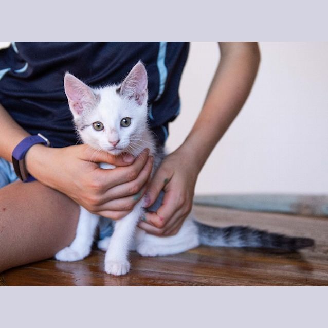 Photo of Keesha Kitty