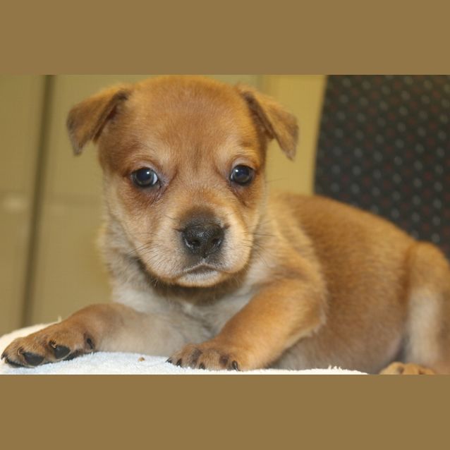 Photo of Butterscotch