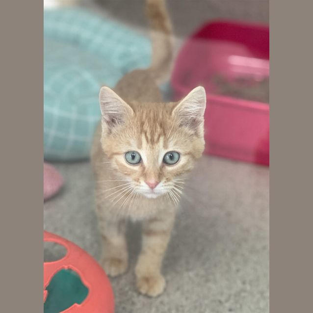 Photo of Caesar