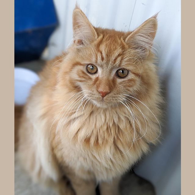 Photo of Crookshanks