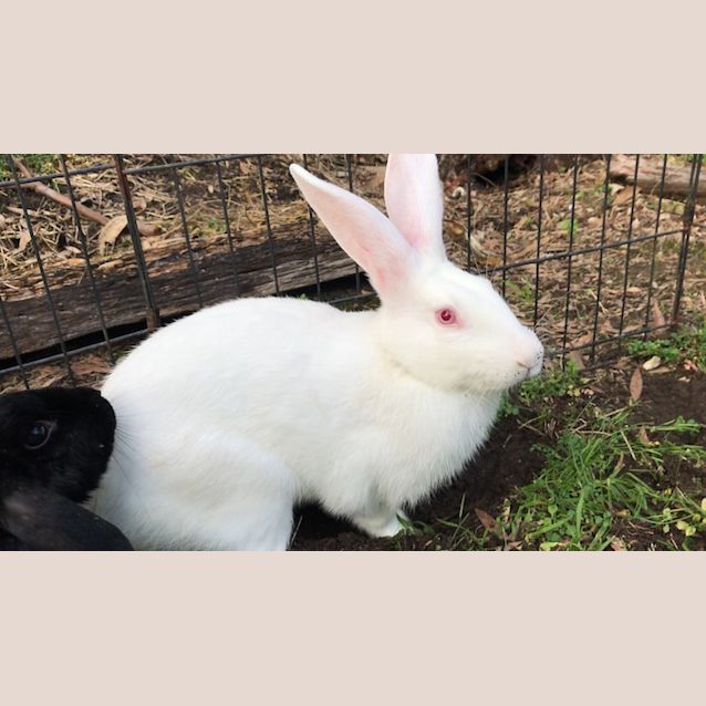 Photo of Julius & Starlight