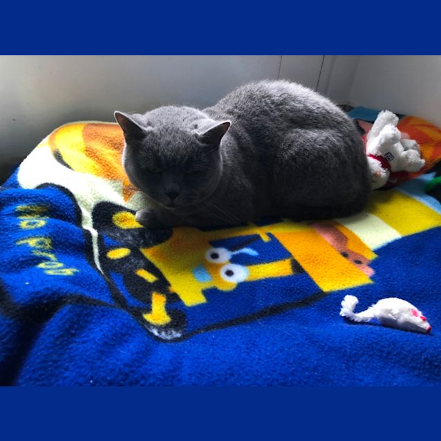 Photo of Bluebell