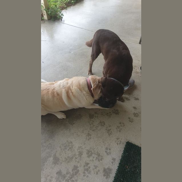 Photo of Red Dl2482 & Bear Dl2483