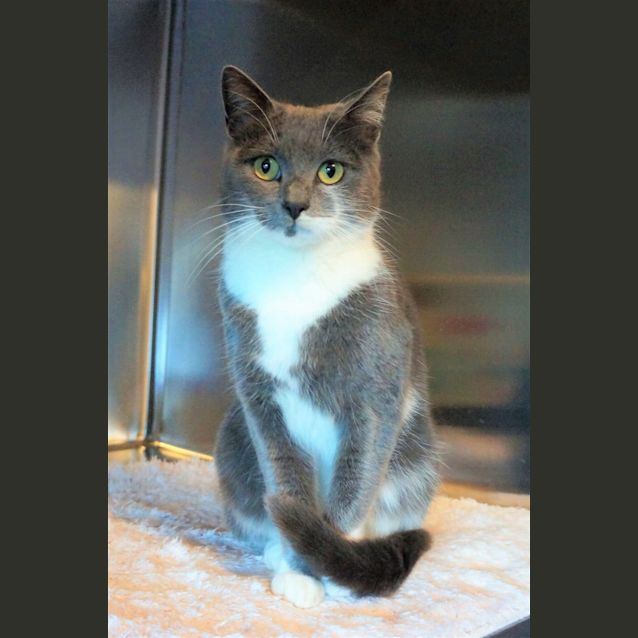 Photo of Cinders