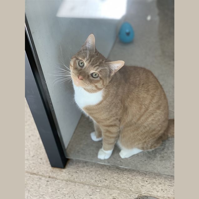 Photo of Phoenix