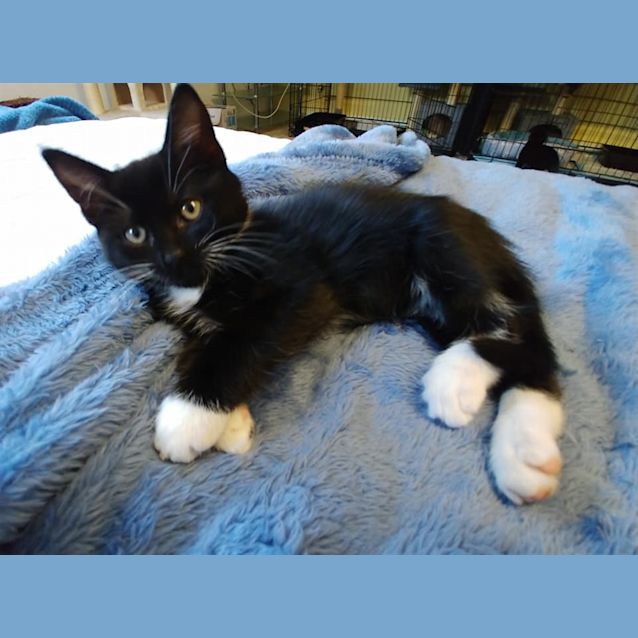 Photo of Ebony