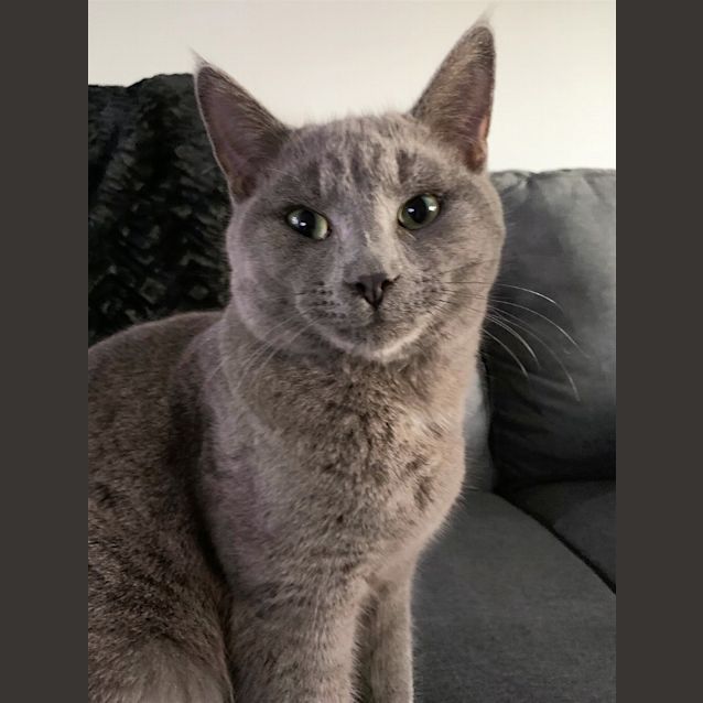 Photo of Smokey Joe