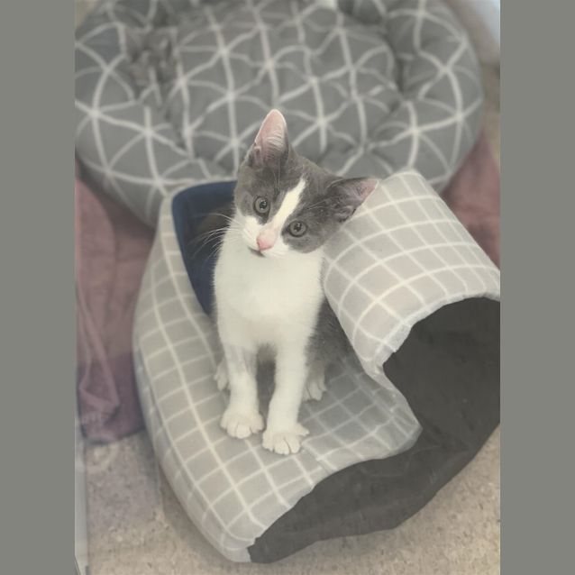 Photo of Obi