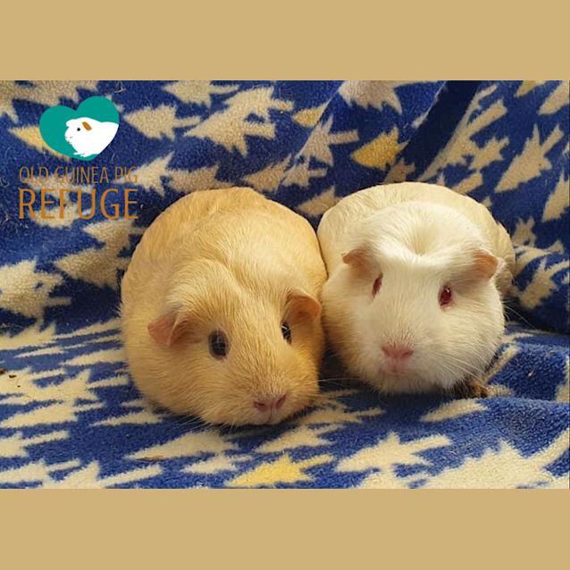 Photo of Lucy And Alfie (Desexed Male)