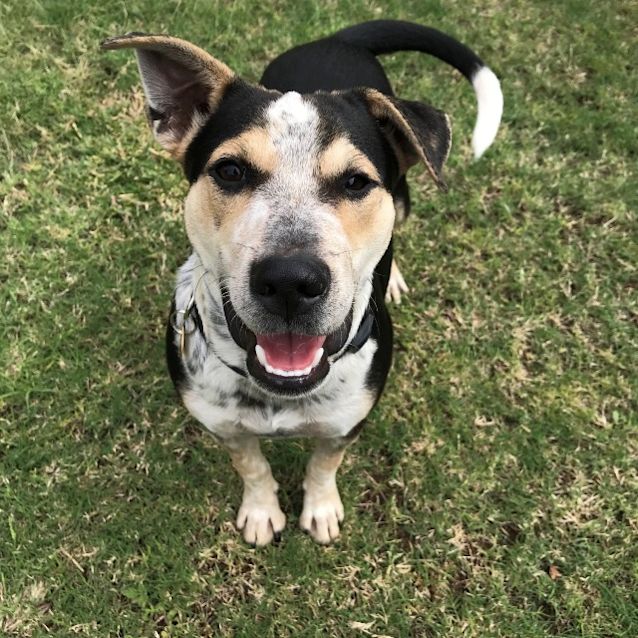 Photo of Rumbla (Frankie)