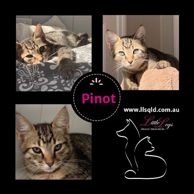 Photo of Pinot