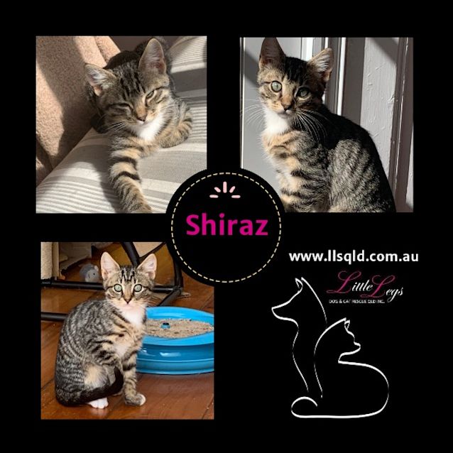 Photo of Shiraz