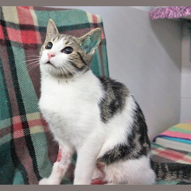 Photo of Piper