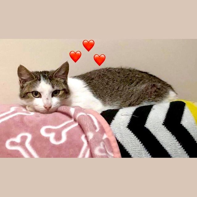Photo of Lola ** Love Bug Angel **