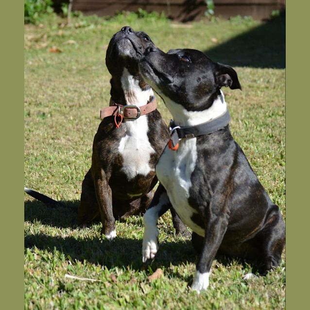 Photo of Jett & Budha