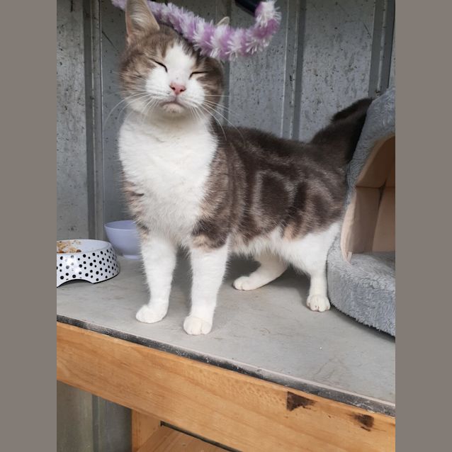 Photo of Smudge