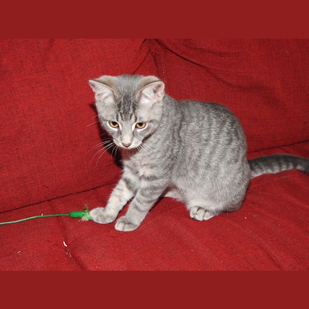 Photo of Leo