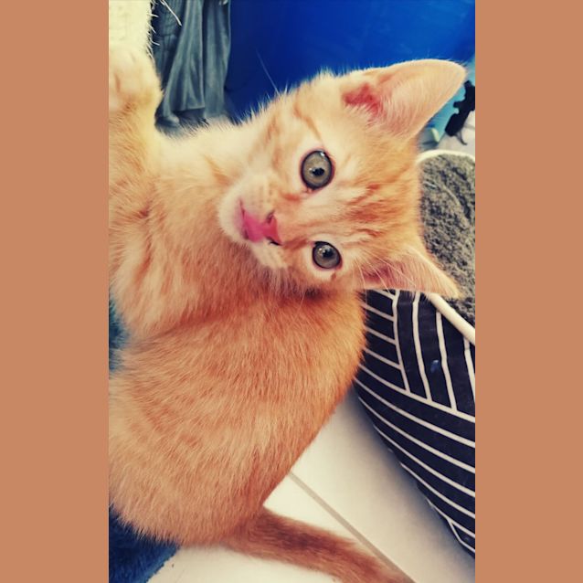 Photo of Lucius (Lucky)