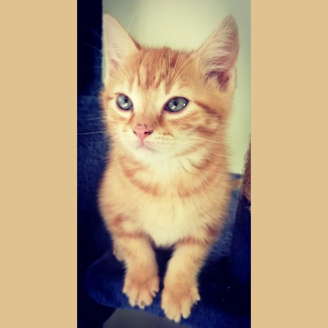 Photo of Maximus (Max)
