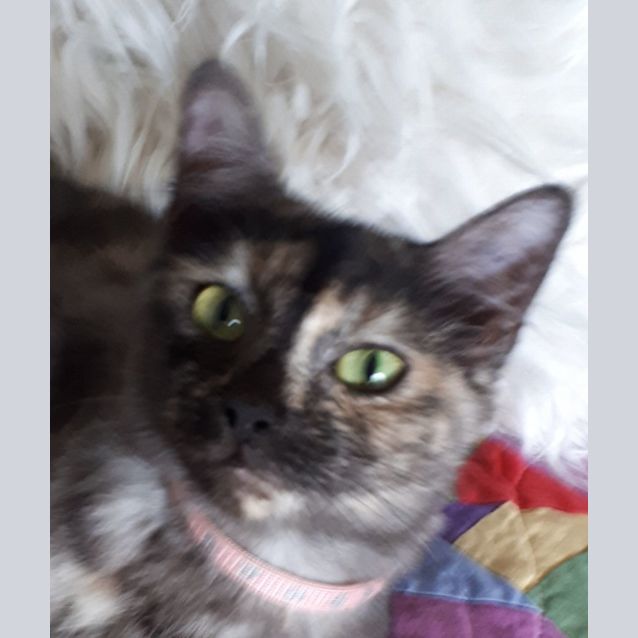 Photo of Daisy