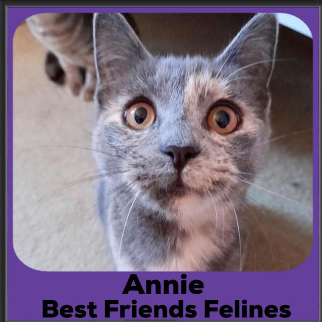 Photo of Annie 