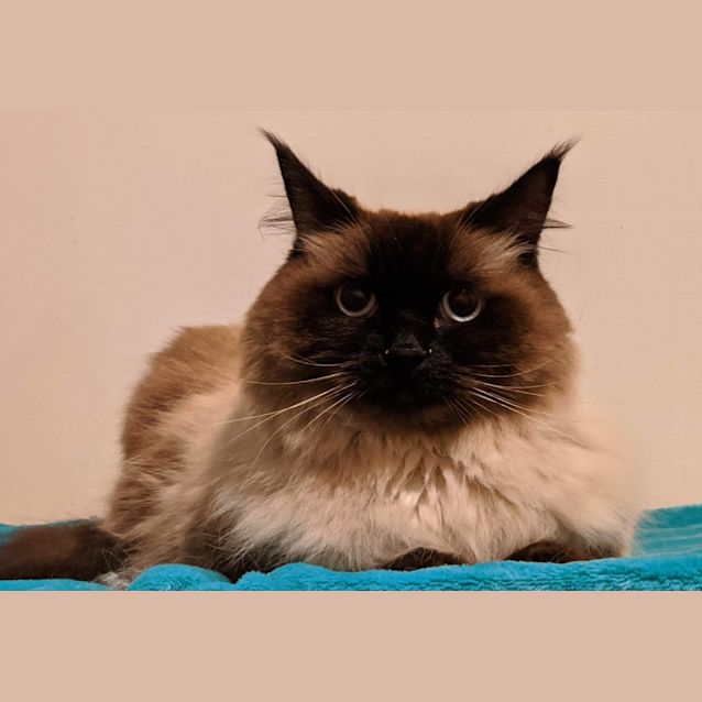 Photo of Coco Chanel