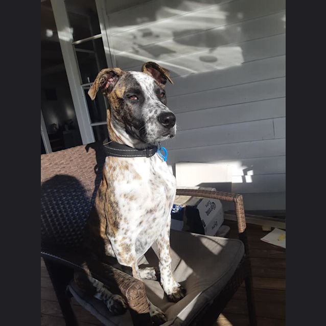 Photo of Cali
