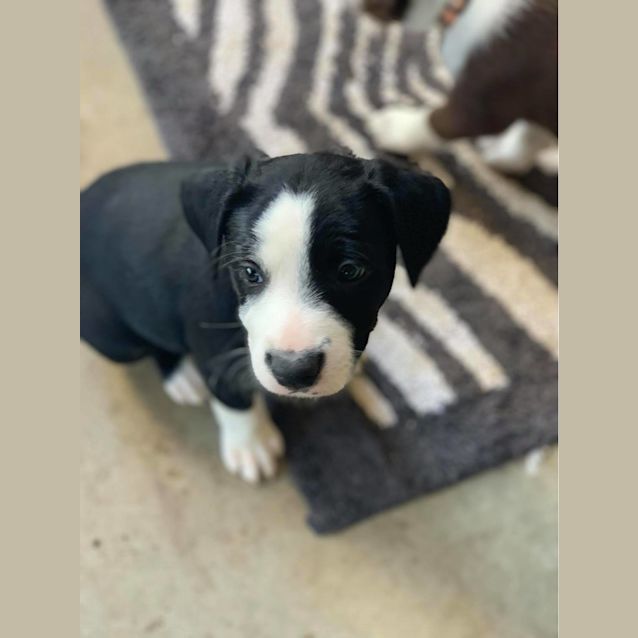 Photo of Buttercup