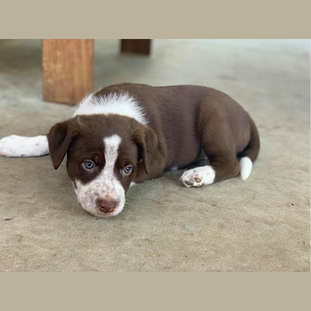 Photo of Dandelion