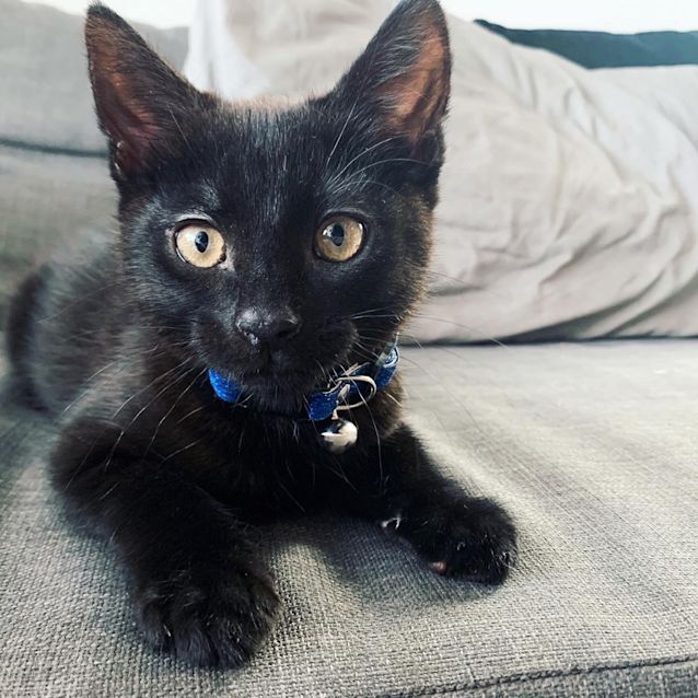Photo of Cheeky Charlie