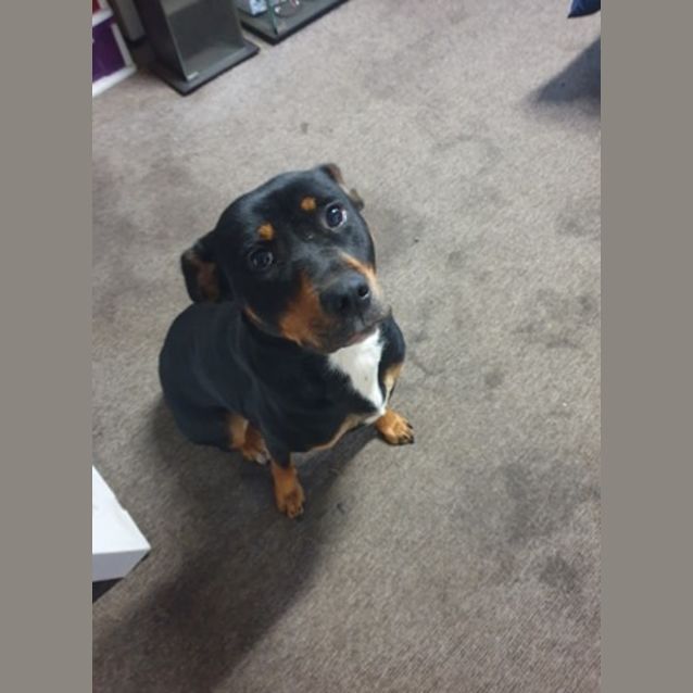 Photo of Harley