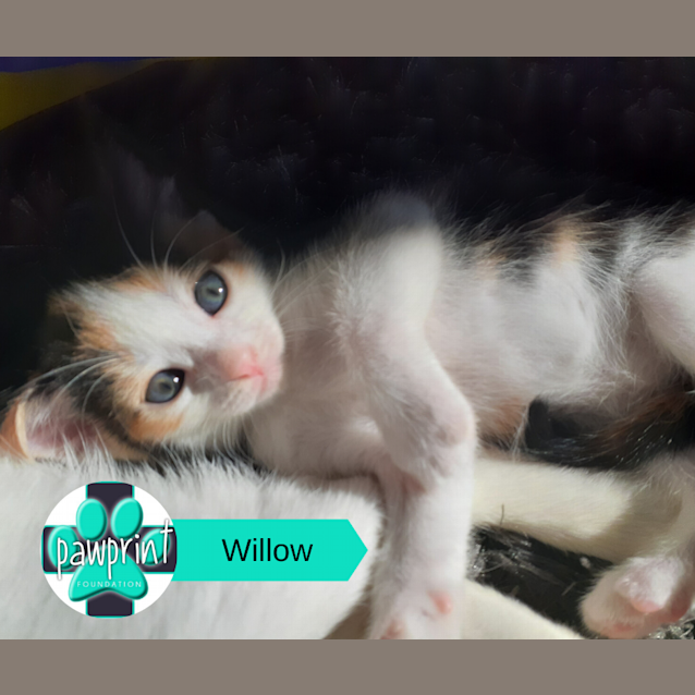 Photo of Willow