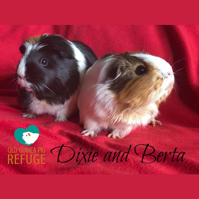 Photo of Dixie And Berta