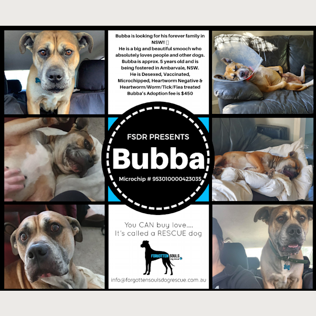 Photo of Bubba