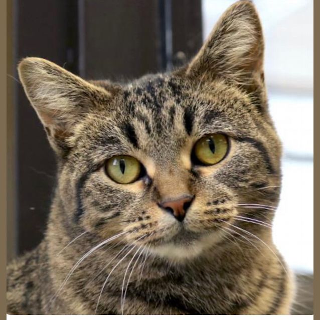 Photo of Gus ~ 2yr Old Tabby (On Trail 26/7/20)