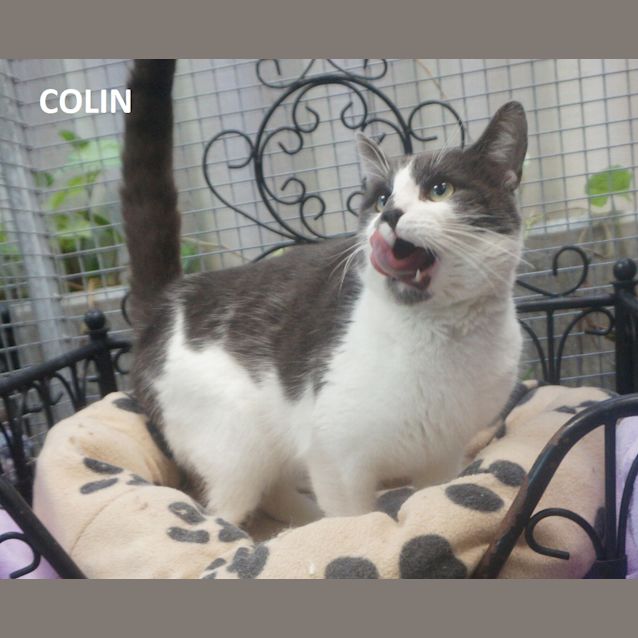 Photo of Colin