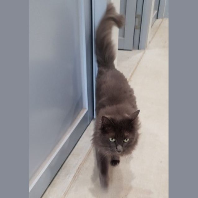 Photo of Misty