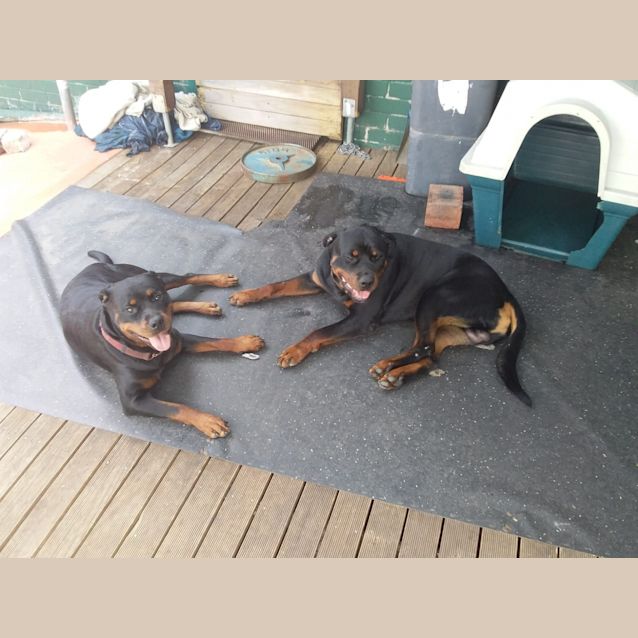 Photo of Frankie And Boris ** Pedigree Rottweilers *+