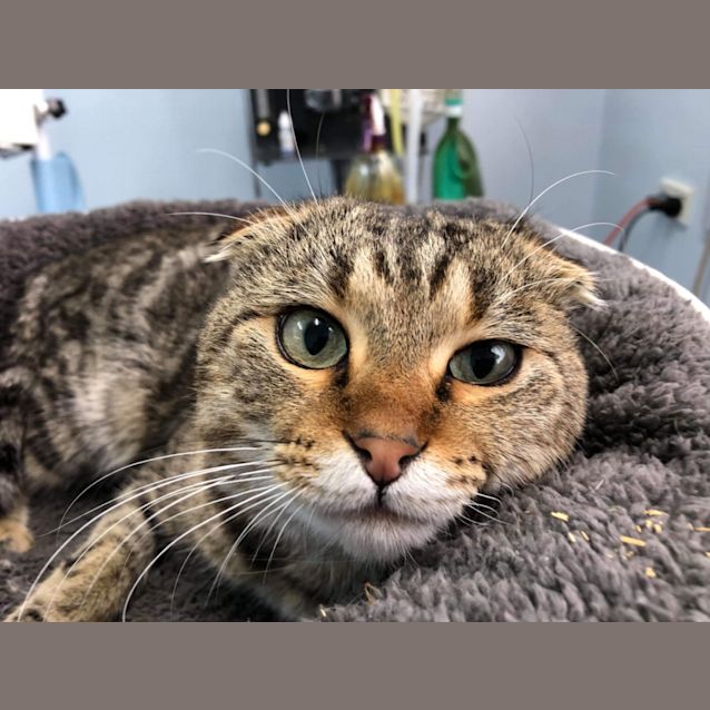 Photo of Taz
