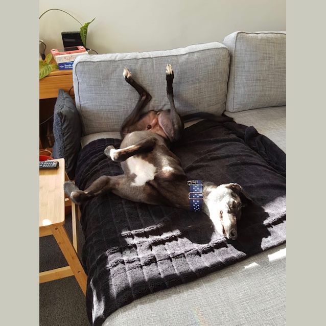 Photo of Elmo.    Melbourne 