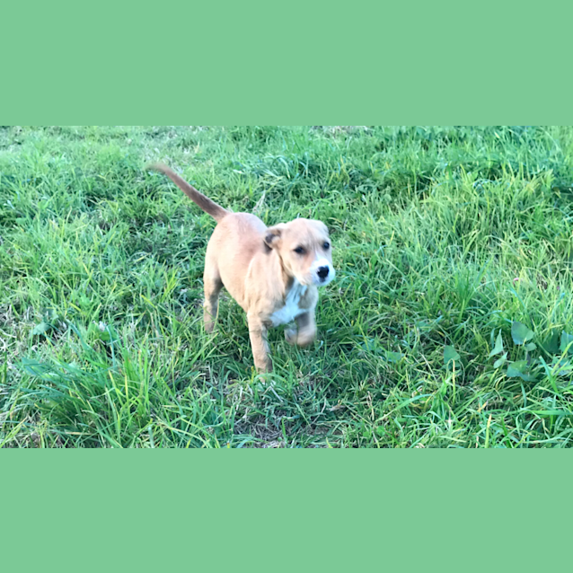 Photo of Tiger Lily 