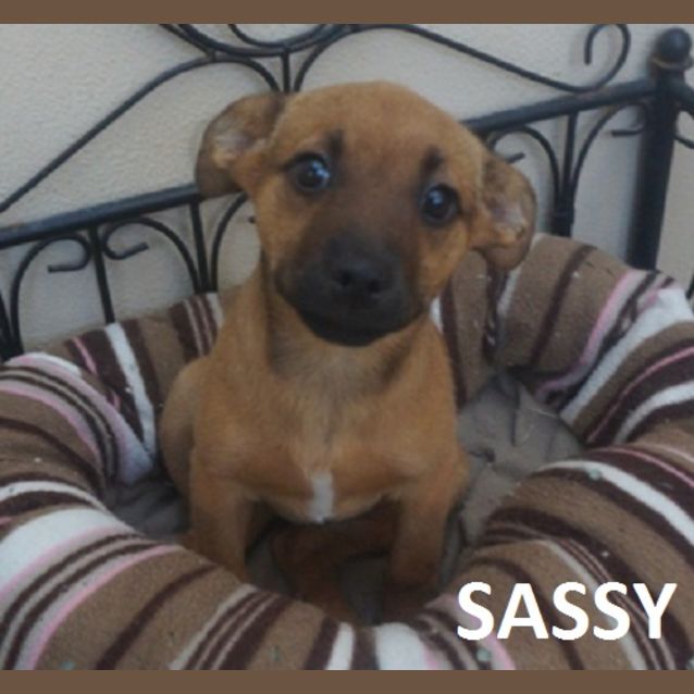 Photo of Sassy