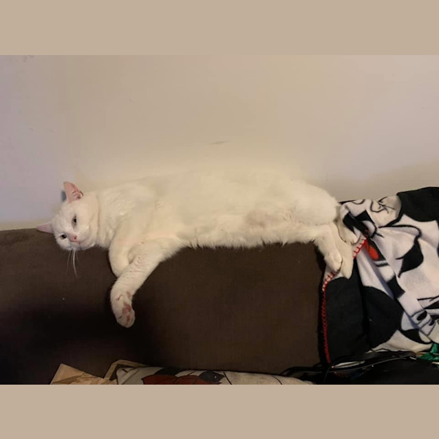 Photo of Meeko