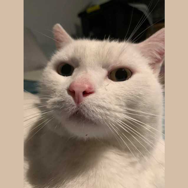 Photo of Meeko