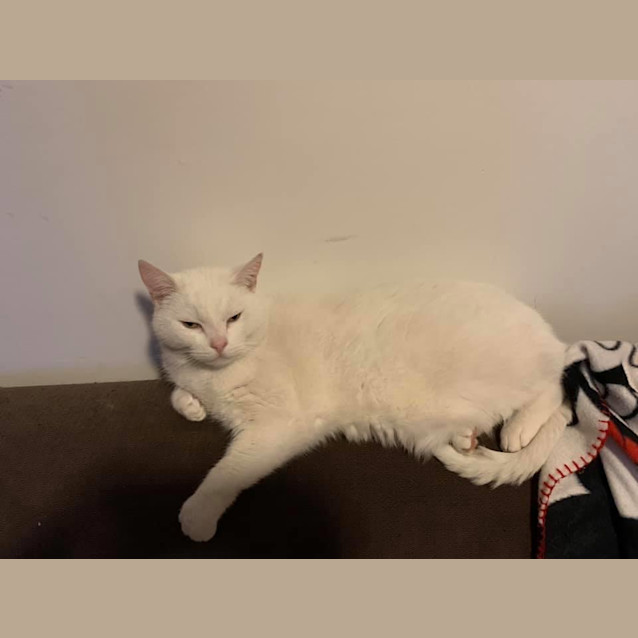 Photo of Meeko