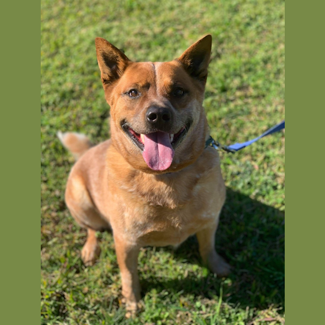 Photo of Bruiser