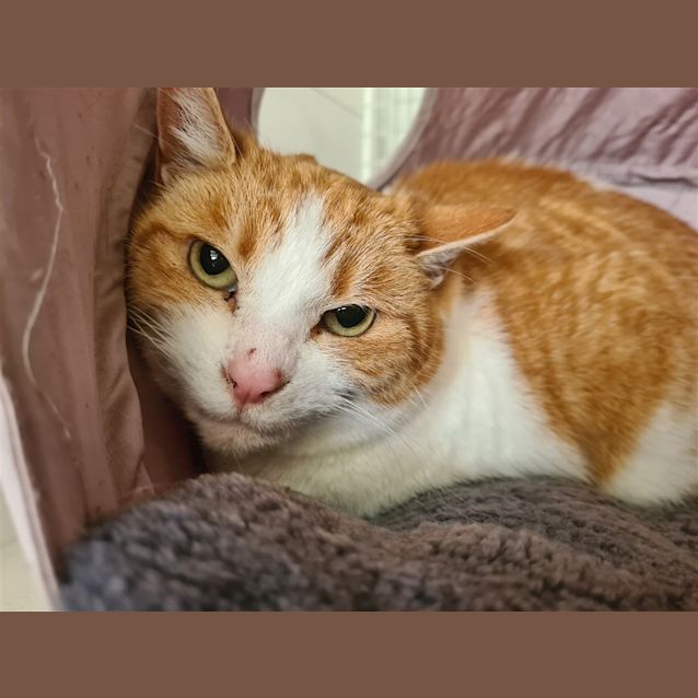Photo of Blossom
